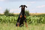 DOBERMANN 1234